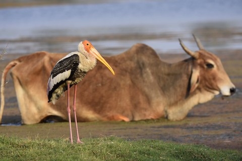 Painted Stork - Mycteria leucocephala | UPSC