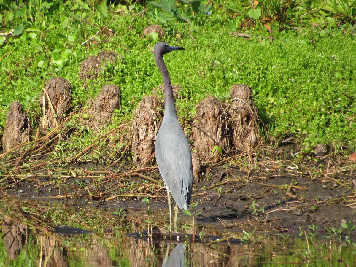 eBird Checklist 3 Mar 2023 Mead Botanical Gardens 29 species