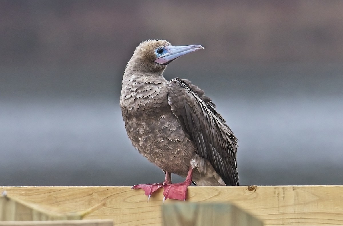 Red-footed Booby (Atlantic) - ML541543451