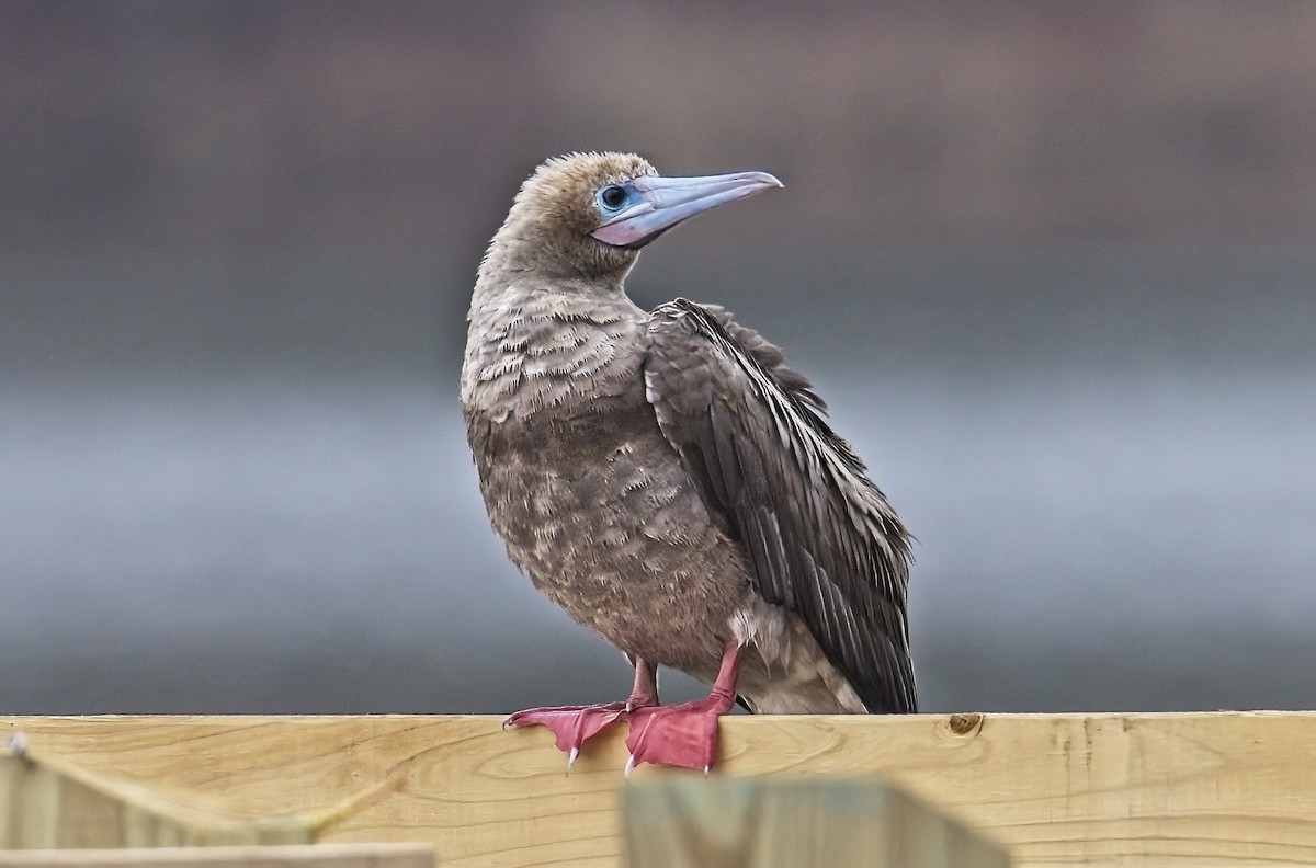 Fou à pieds rouges (sula) - ML541543451