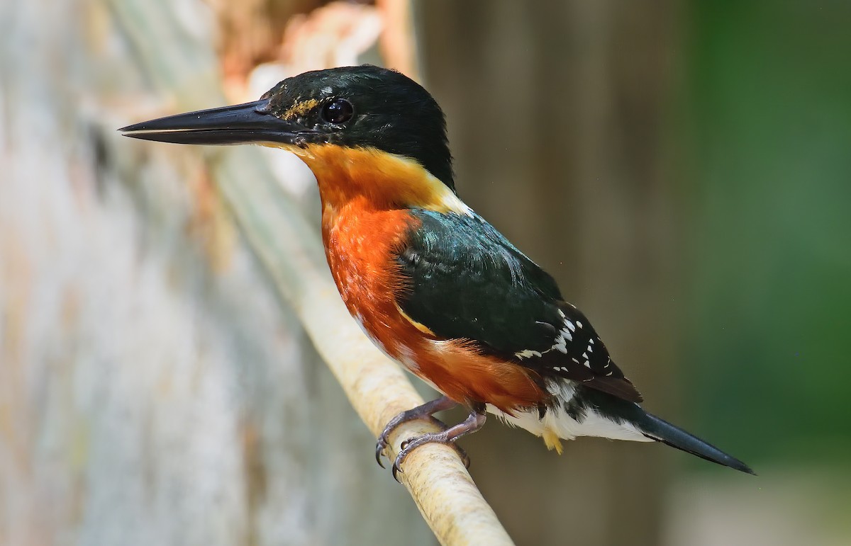 American Pygmy Kingfisher - ML541545331