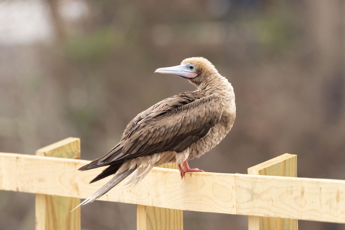 Red-footed Booby - ML541545891