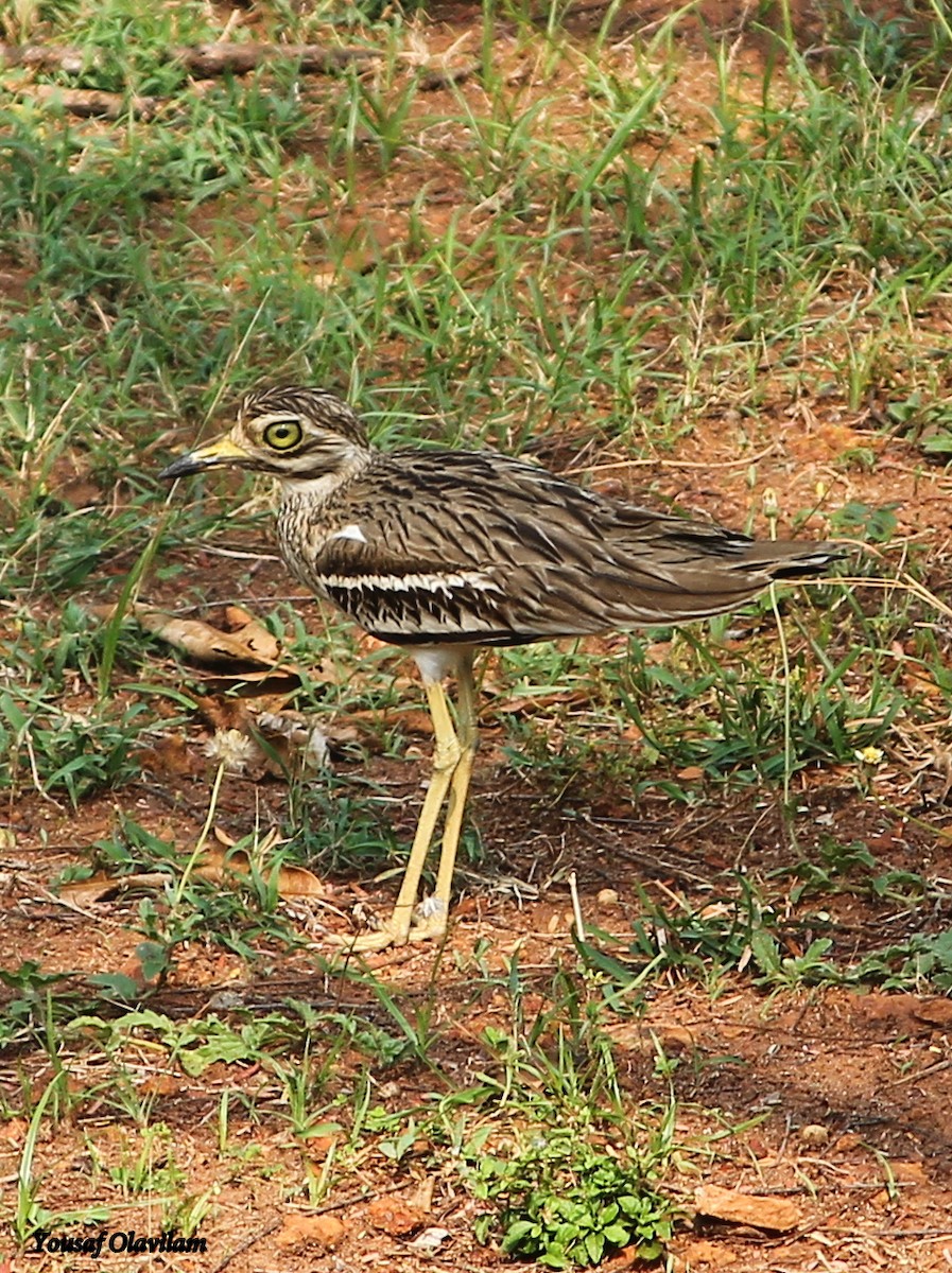 Indian Thick-knee - Yousaf Olavilam
