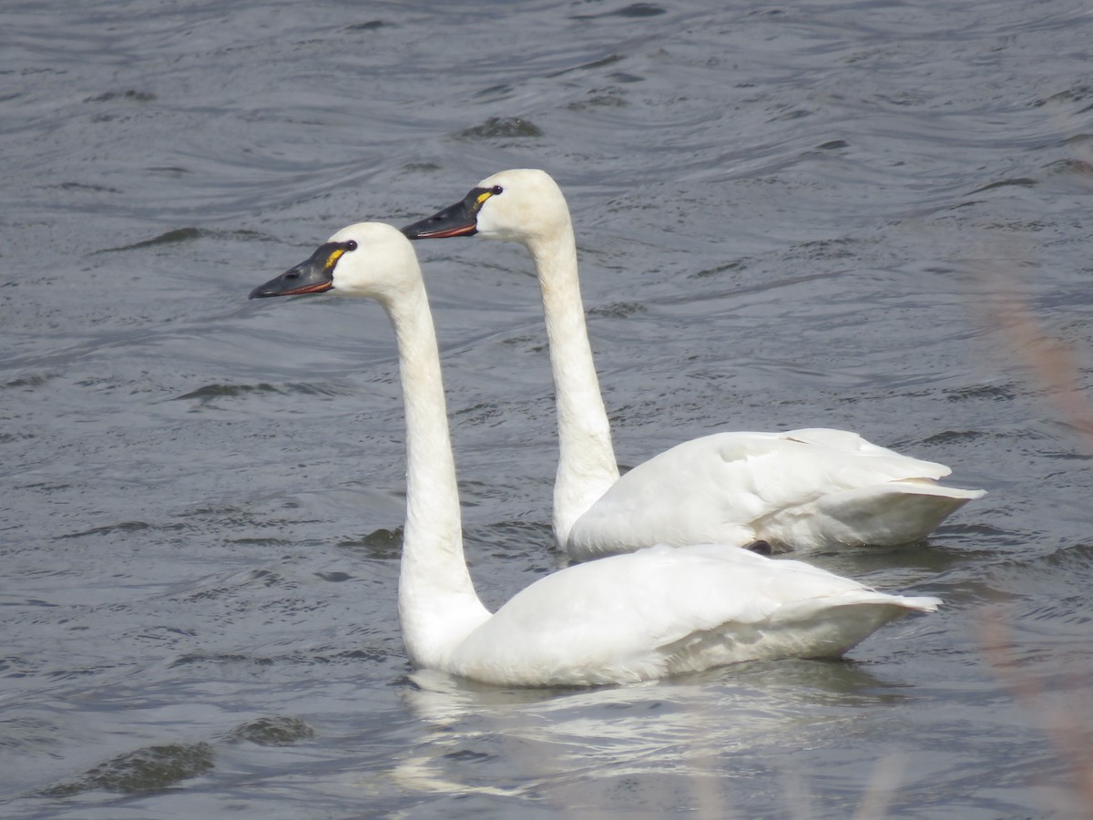 Tundra Swan (Whistling) - ML541549511