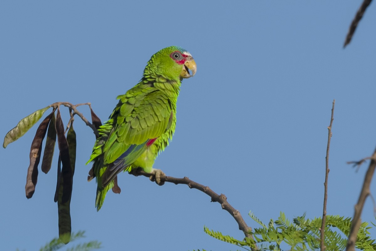 White-fronted Parrot - ML541549721