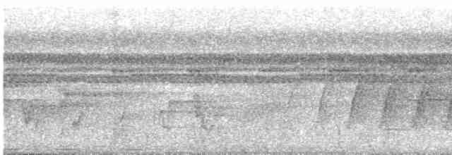 Мангровый усатоклюв - ML541550561