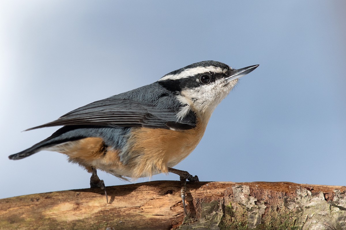 eBird Québec Checklist - 3 Mar 2023 - RNF du Cap-Tourmente - 18 species ...