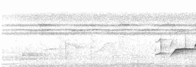 Мангровый усатоклюв - ML541555281