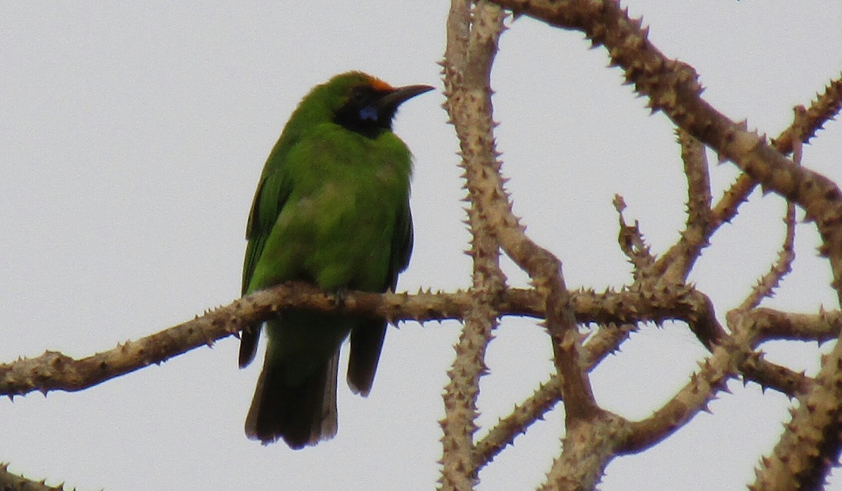 Golden-fronted Leafbird - Raju Kidoor