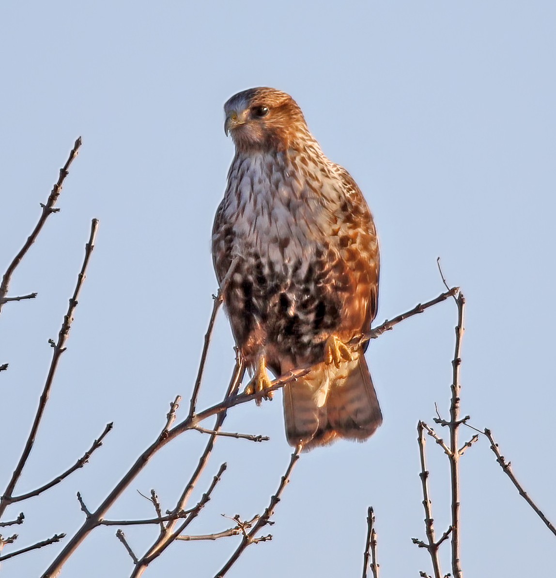 Red-tailed x Rough-legged Hawk (hybrid) - ML541558291