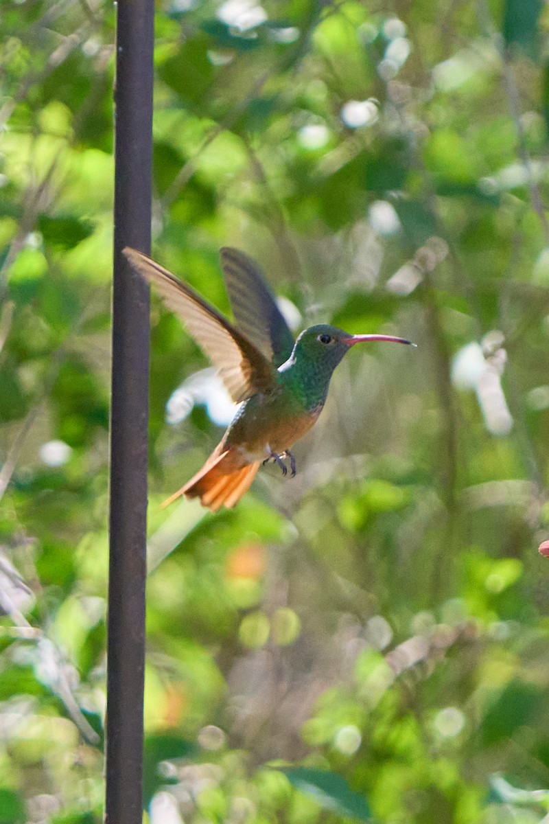 Buff-bellied Hummingbird - ML541559241