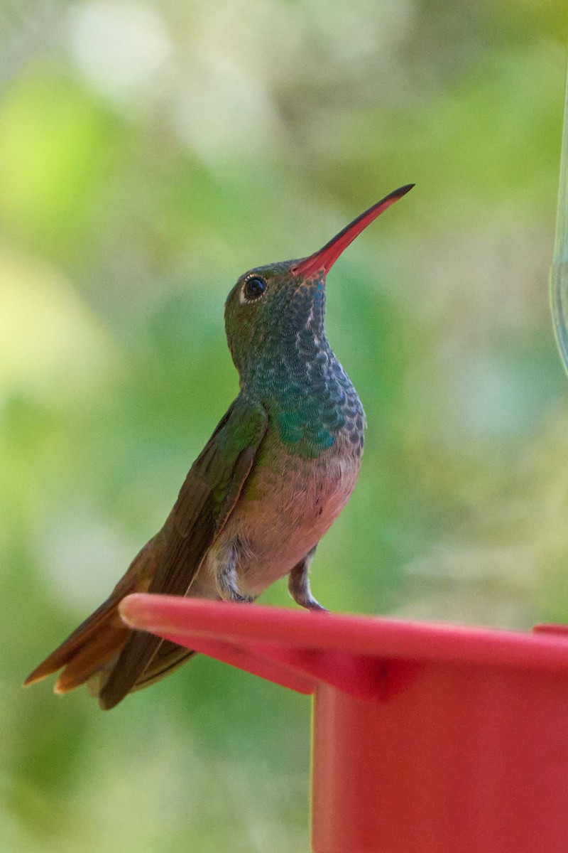 kolibřík yukatanský - ML541559291