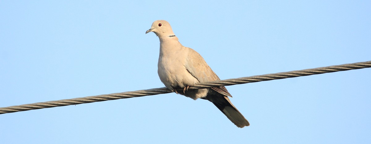 Eurasian Collared-Dove - ML54155951