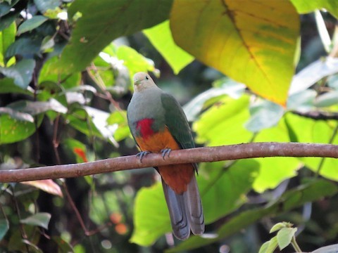 Scarlet-breasted Fruit-Dove - ML541560861