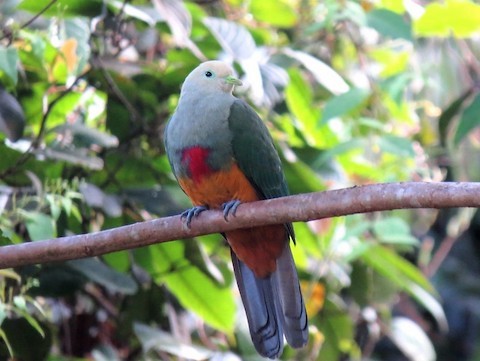Scarlet-breasted Fruit-Dove - Bob Hargis