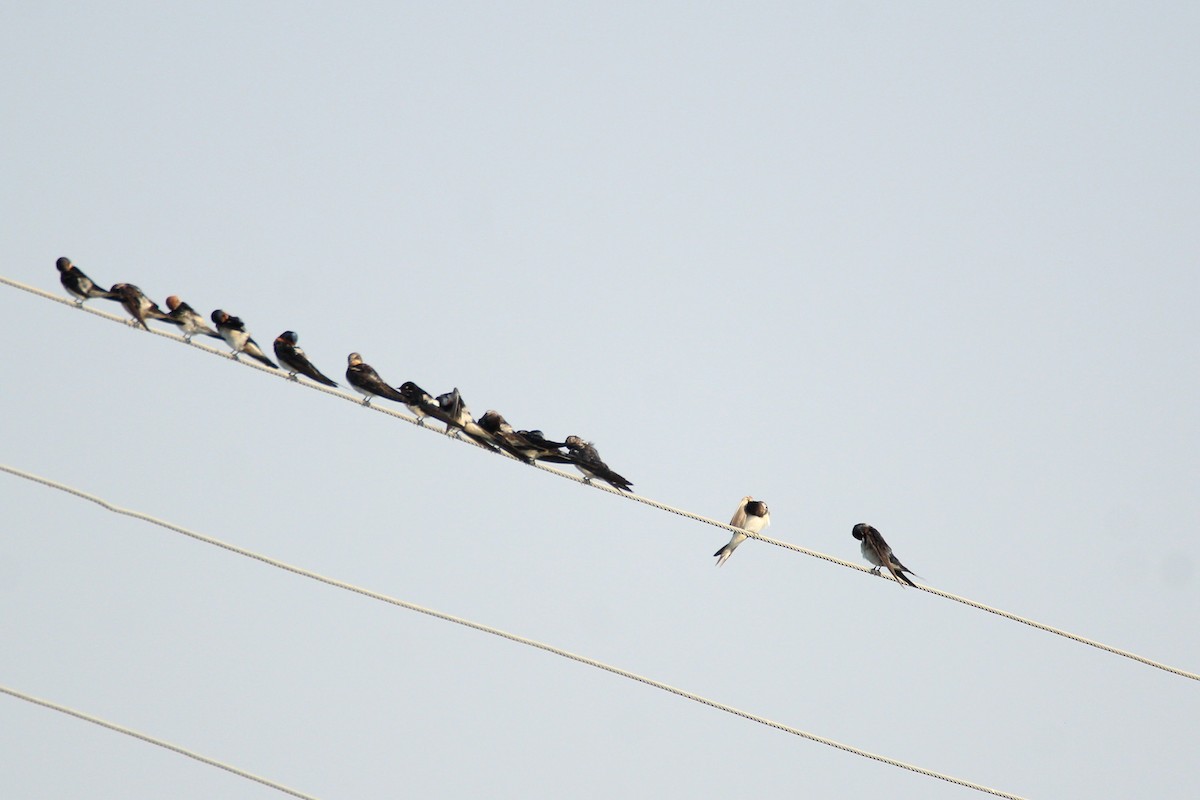 Red-rumped Swallow - ML54156281