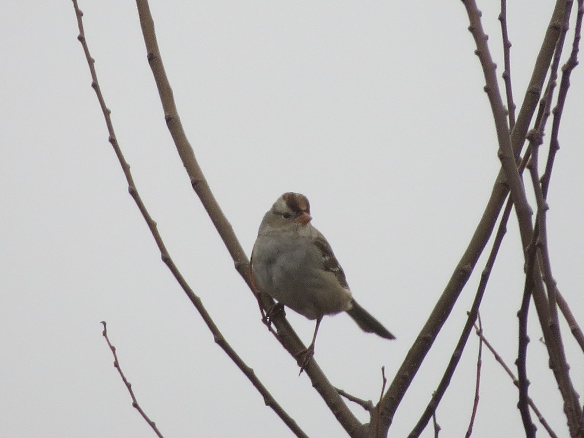 White-crowned Sparrow - ML54156511
