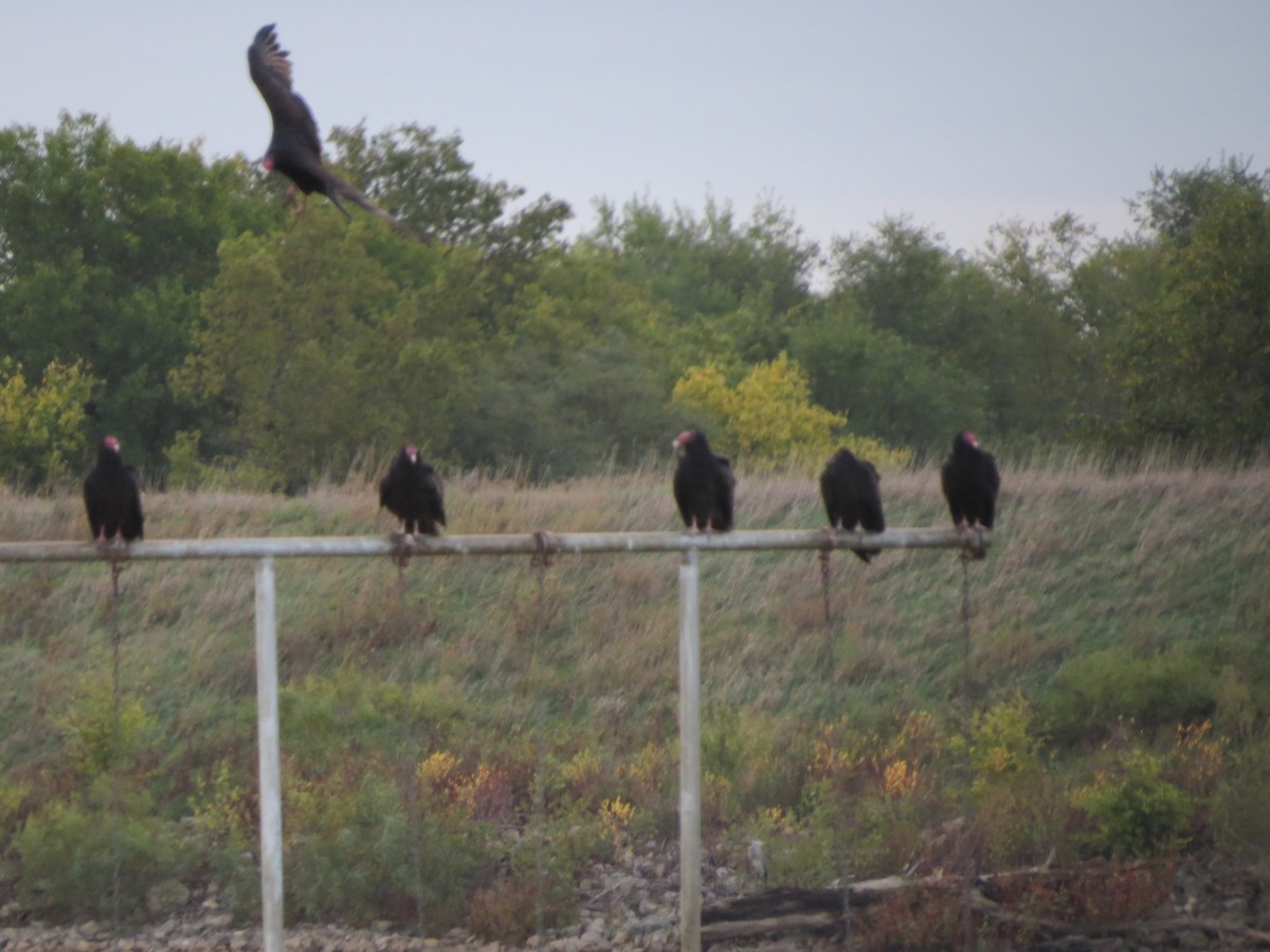 Turkey Vulture - Ethan Maynard