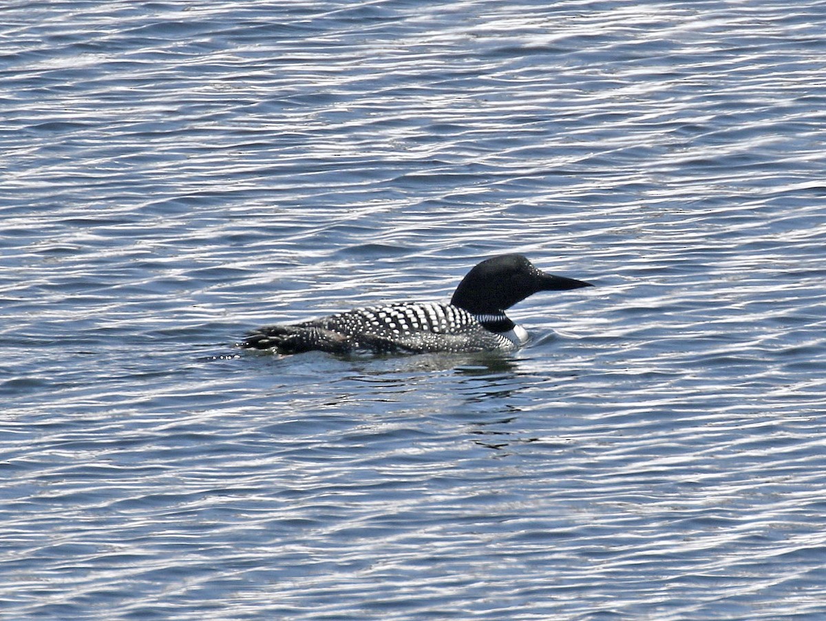Common Loon - Bruce Aird