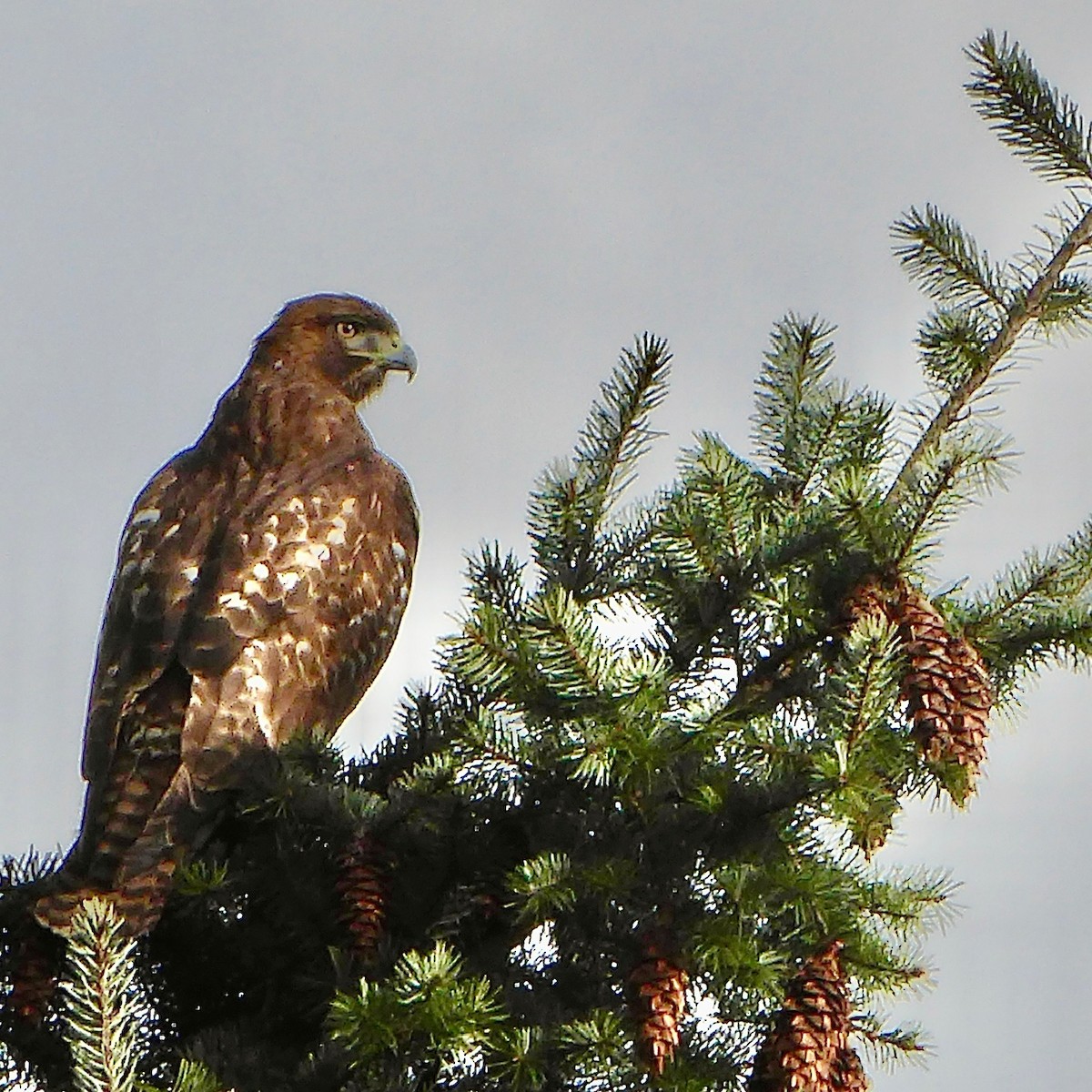 Red-tailed Hawk - ML541570001