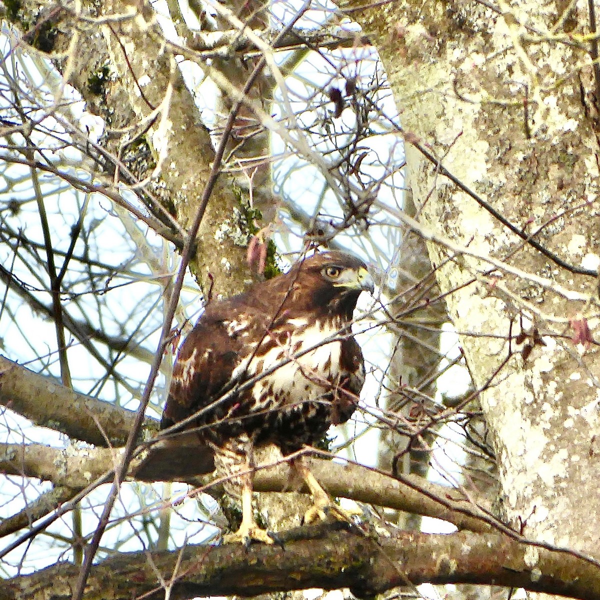 Red-tailed Hawk - ML541570011