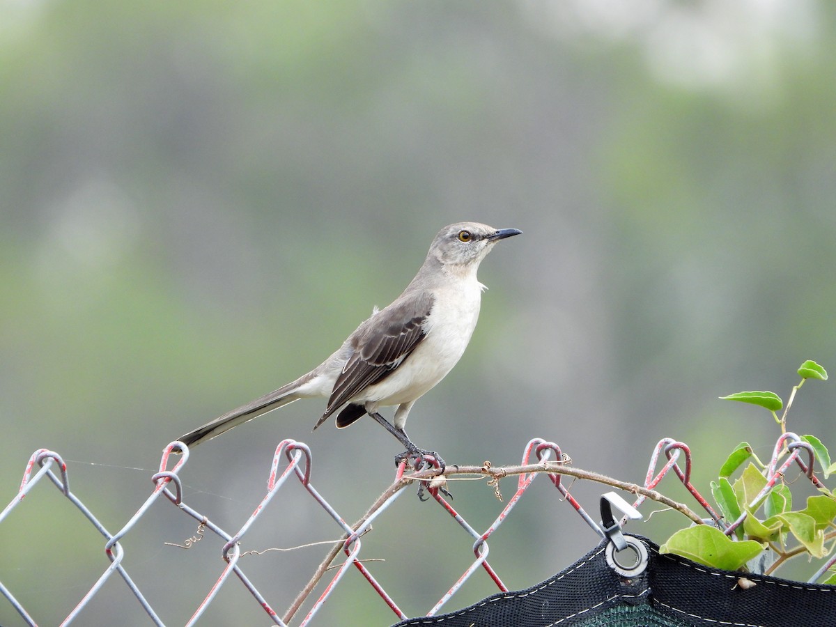 Northern Mockingbird - Mark Penkower