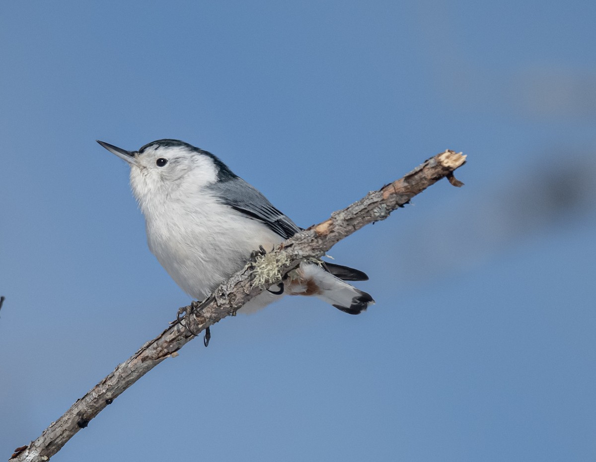 White-breasted Nuthatch - ML541577011