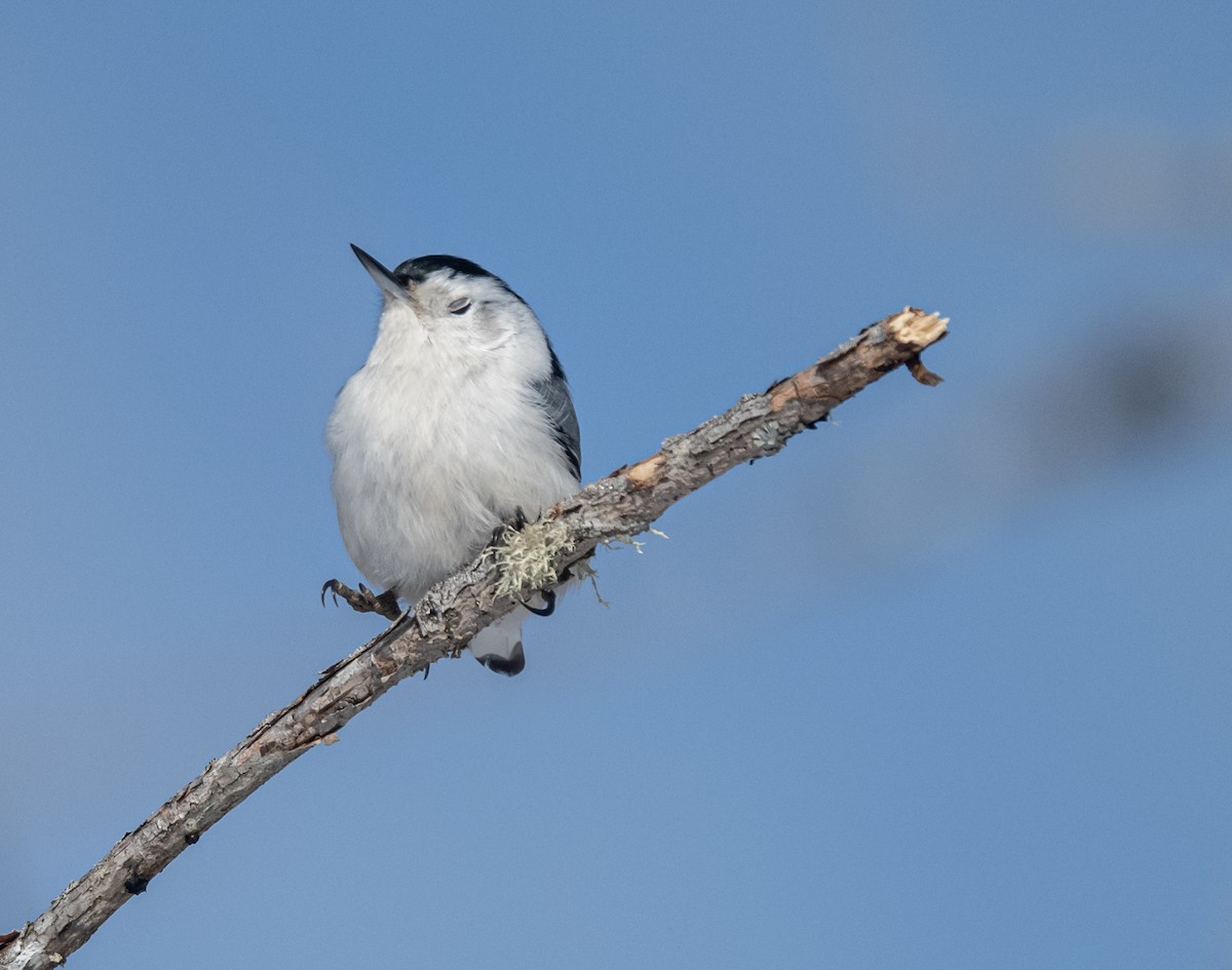 White-breasted Nuthatch - ML541577021