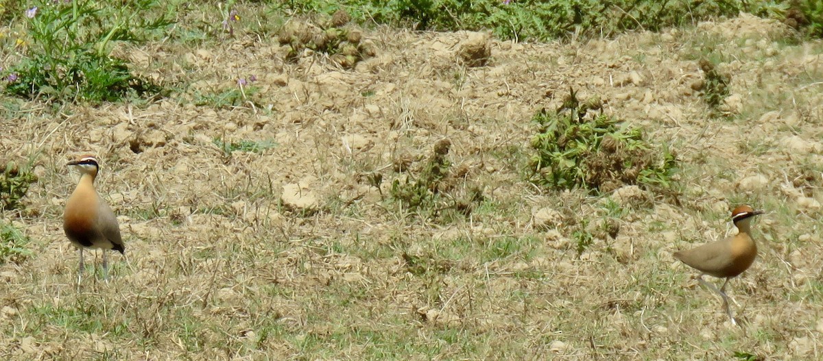 Indian Courser - ML54158091