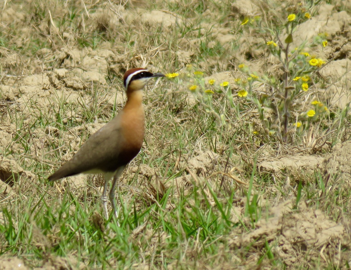 Indian Courser - ML54158111