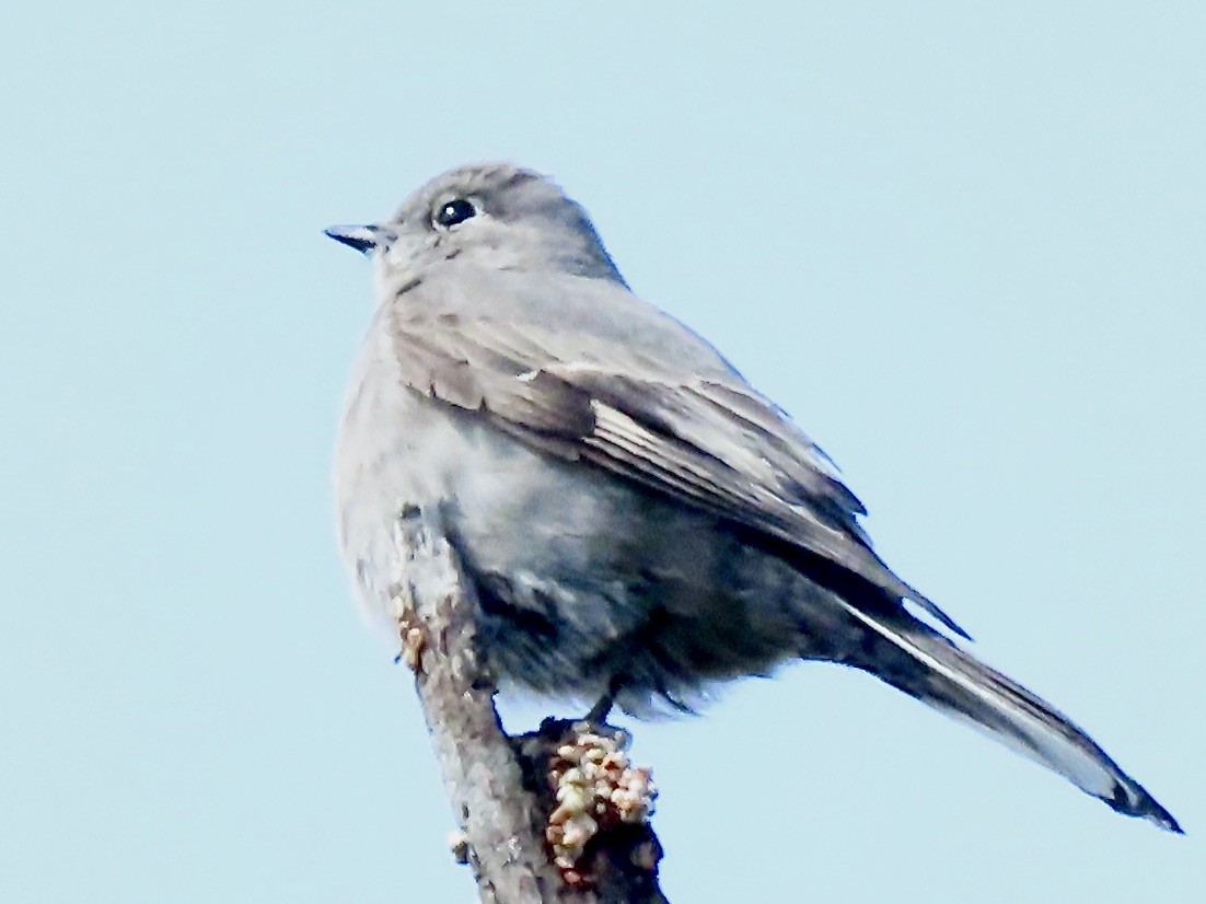Townsend's Solitaire - Babs Buck