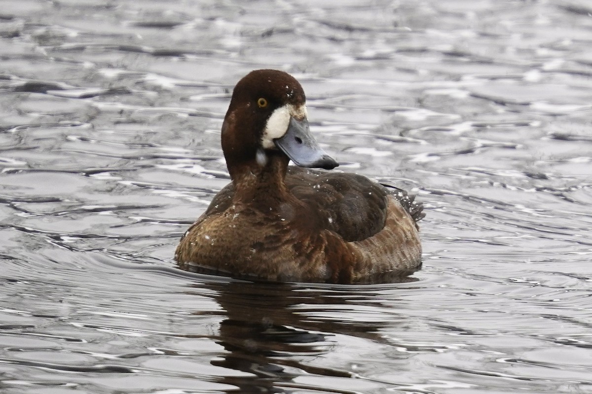 Greater Scaup - ML541586421