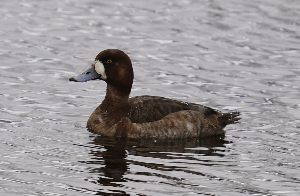 Greater Scaup - ML541586431