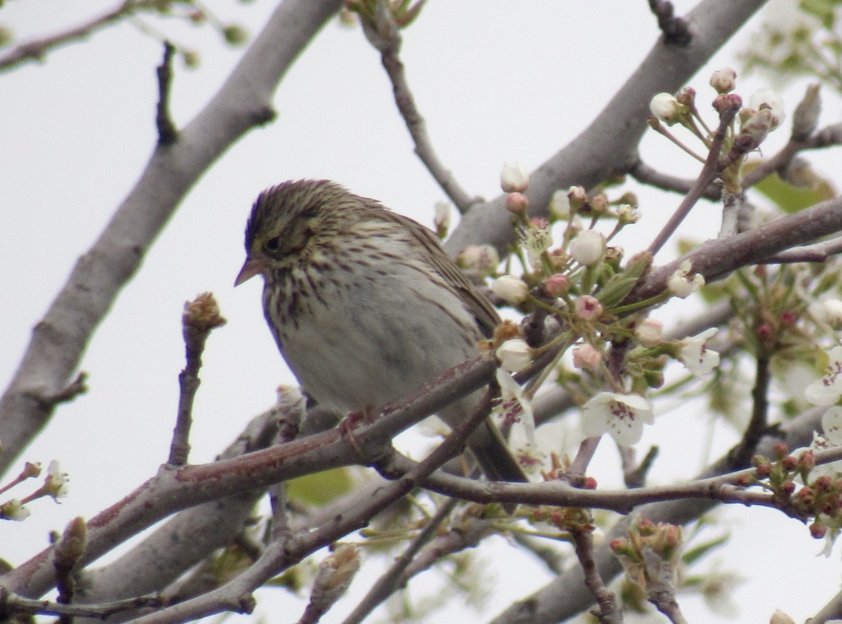 Savannah Sparrow - ML541586661
