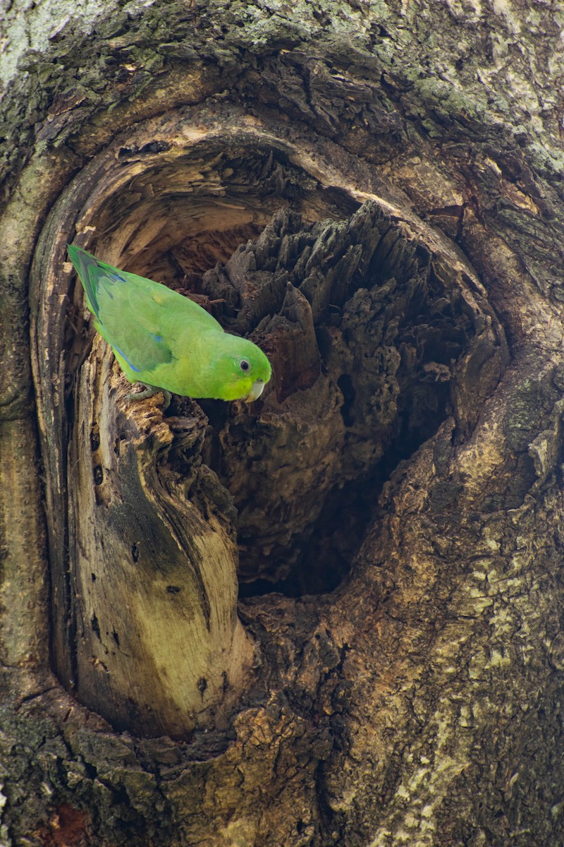 Cobalt-rumped Parrotlet - ML541589901