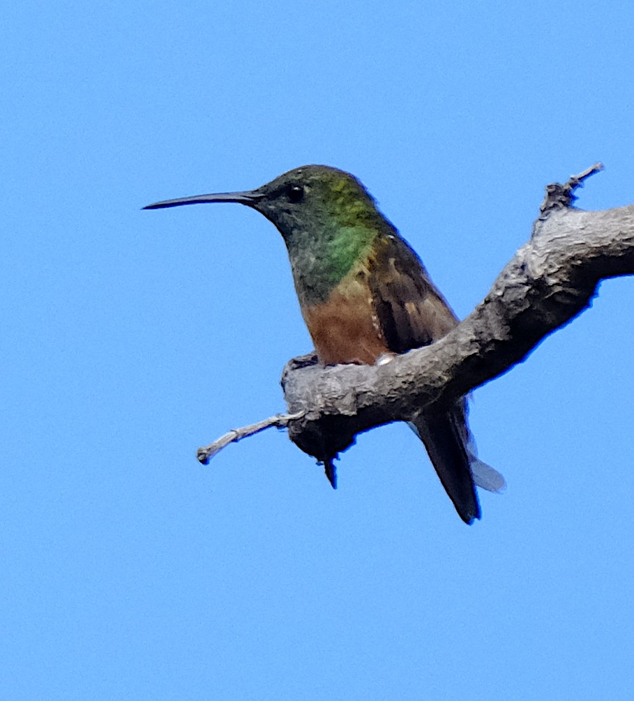 kolibřík kaštanovobřichý - ML541591201