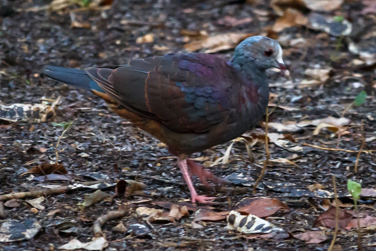 Gray-fronted Quail-Dove - Carole Rose