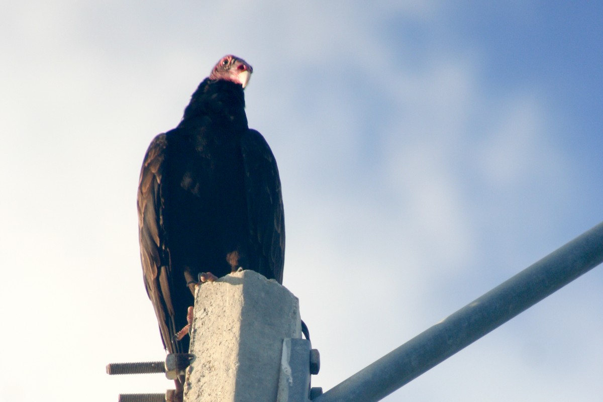 Turkey Vulture - ML54159901