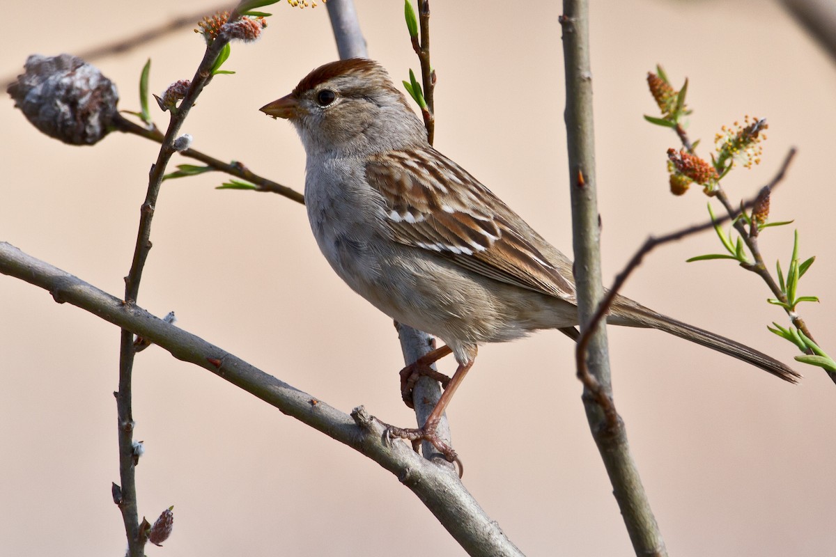 White-crowned Sparrow - Matthew Gasperoni