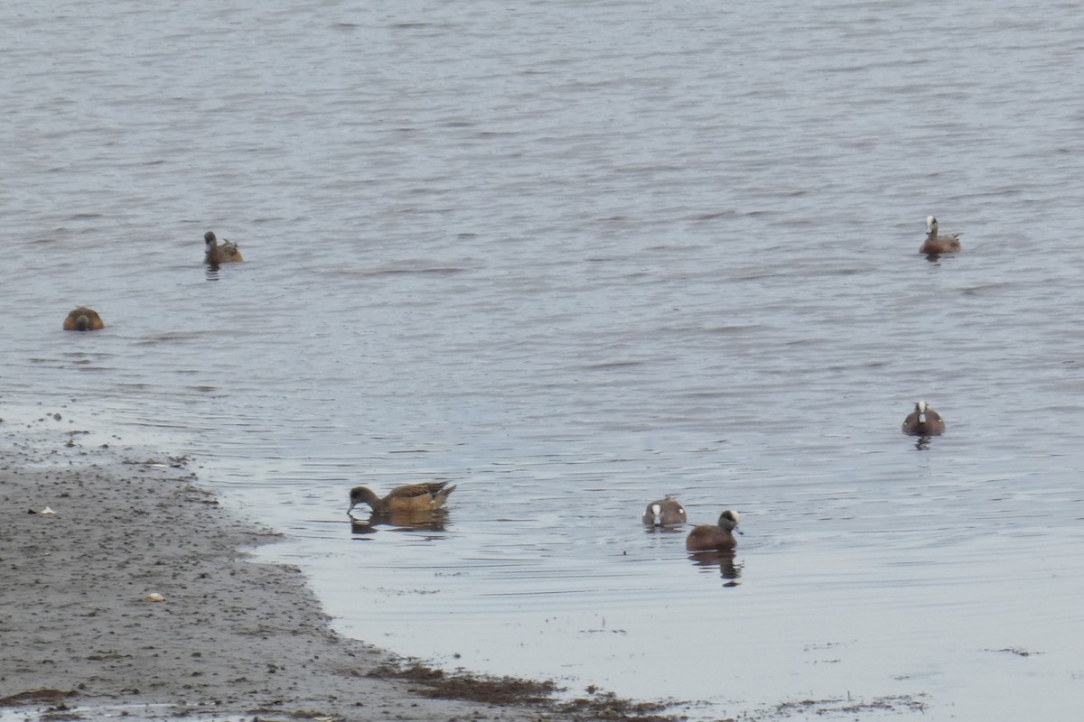 eBird Checklist 3 Mar 2023 Shirley Chisholm SP (Fountain Ave