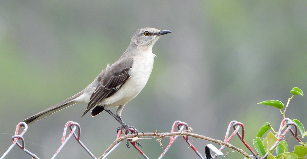 Northern Mockingbird - Mark Penkower