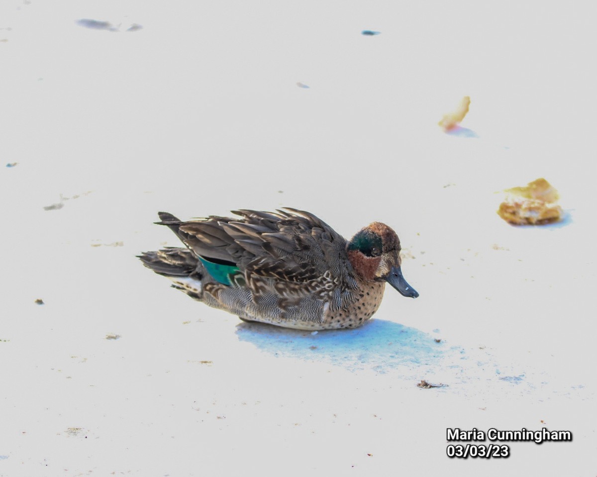 Green-winged Teal - Maria Cunningham