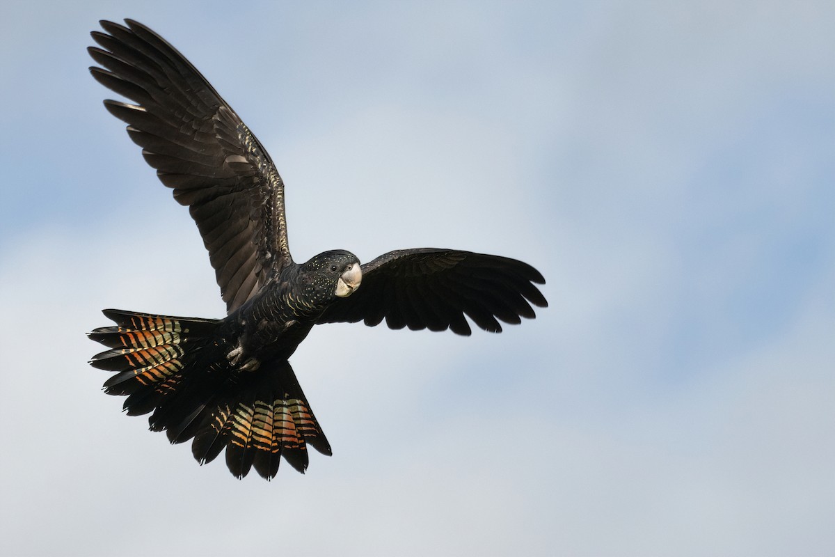 Red-tailed Black-Cockatoo - ML541611561