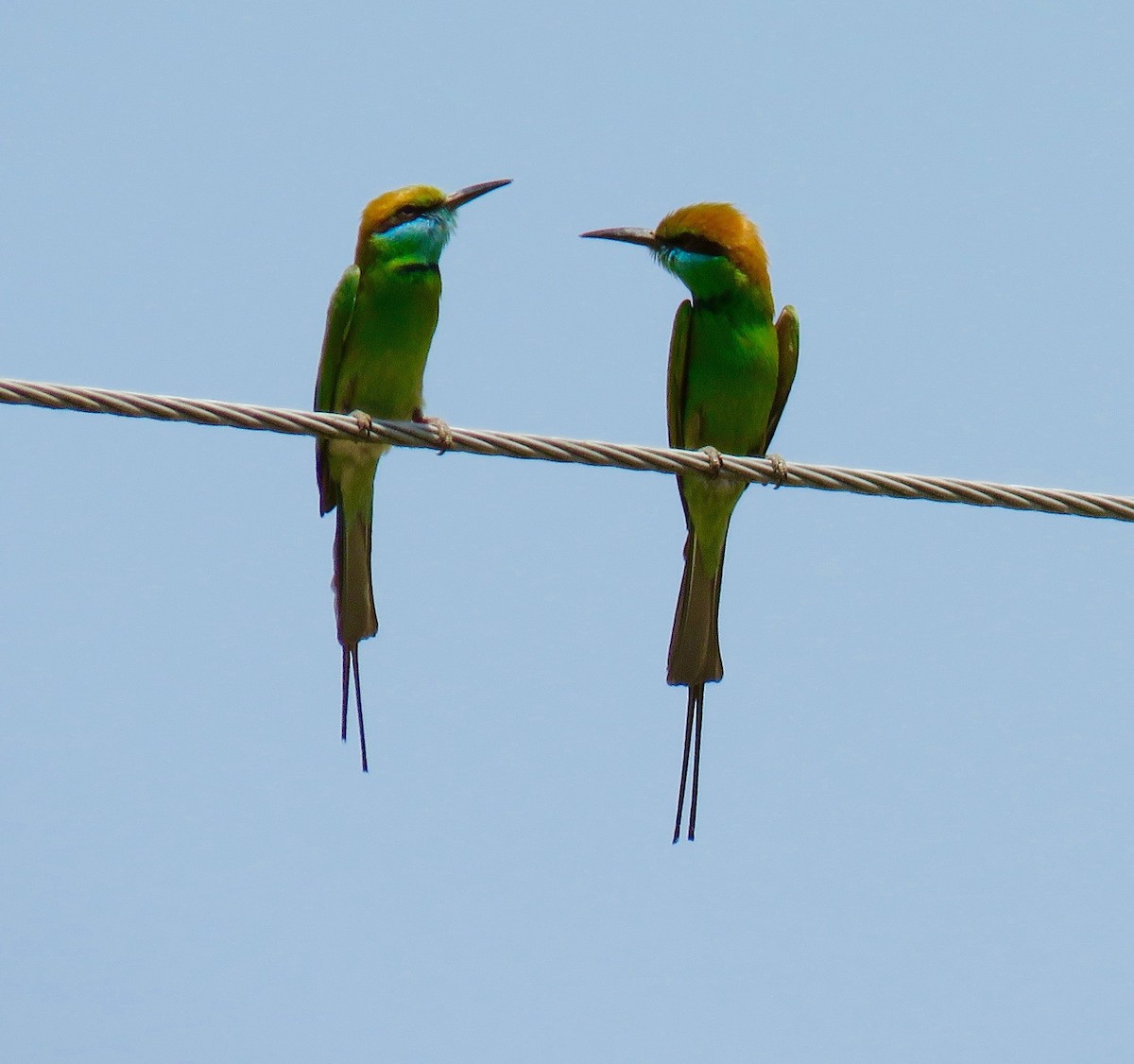 Asian Green Bee-eater - Mich Coker