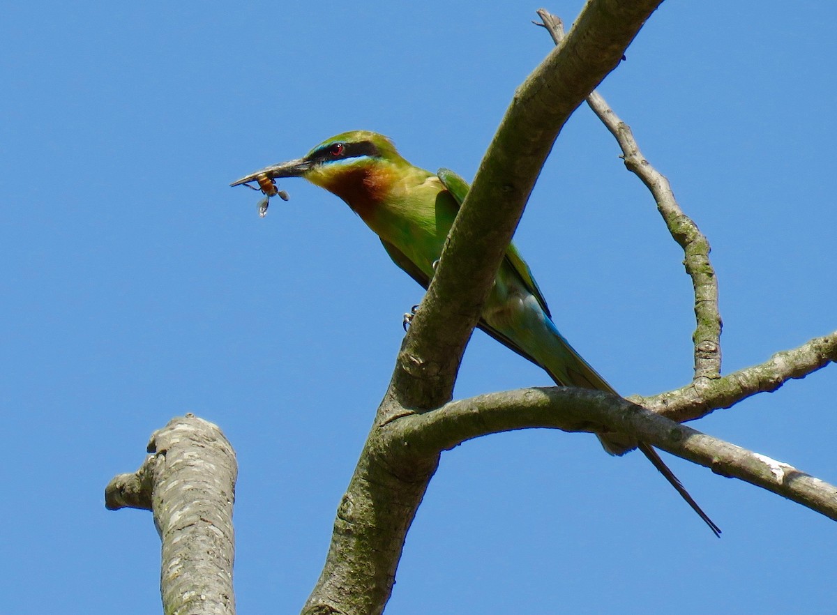 Blue-tailed Bee-eater - Mich Coker