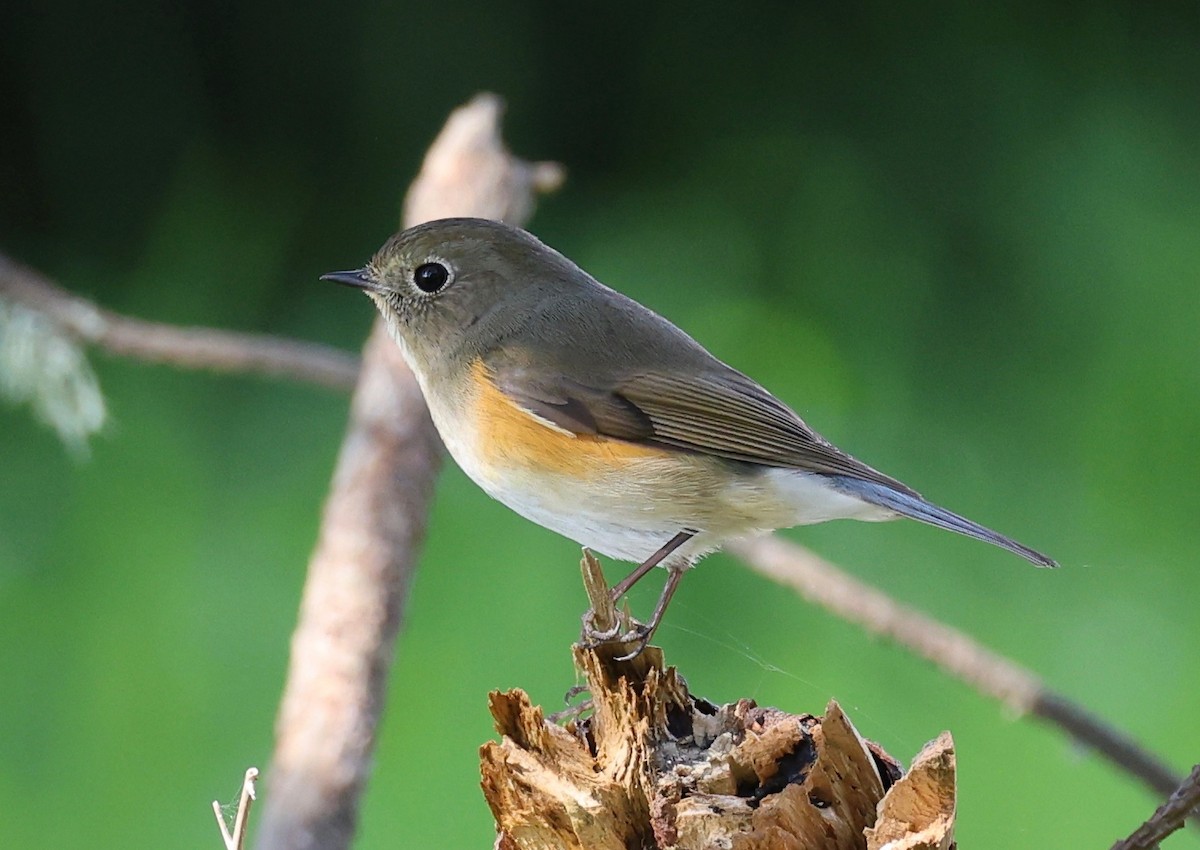 Red-flanked Bluetail - ML541615421
