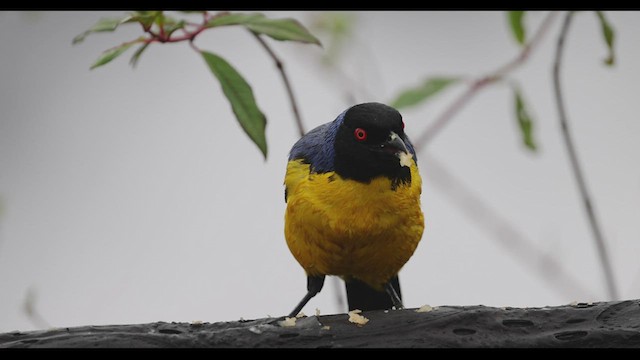 Hooded Mountain Tanager - ML541616591