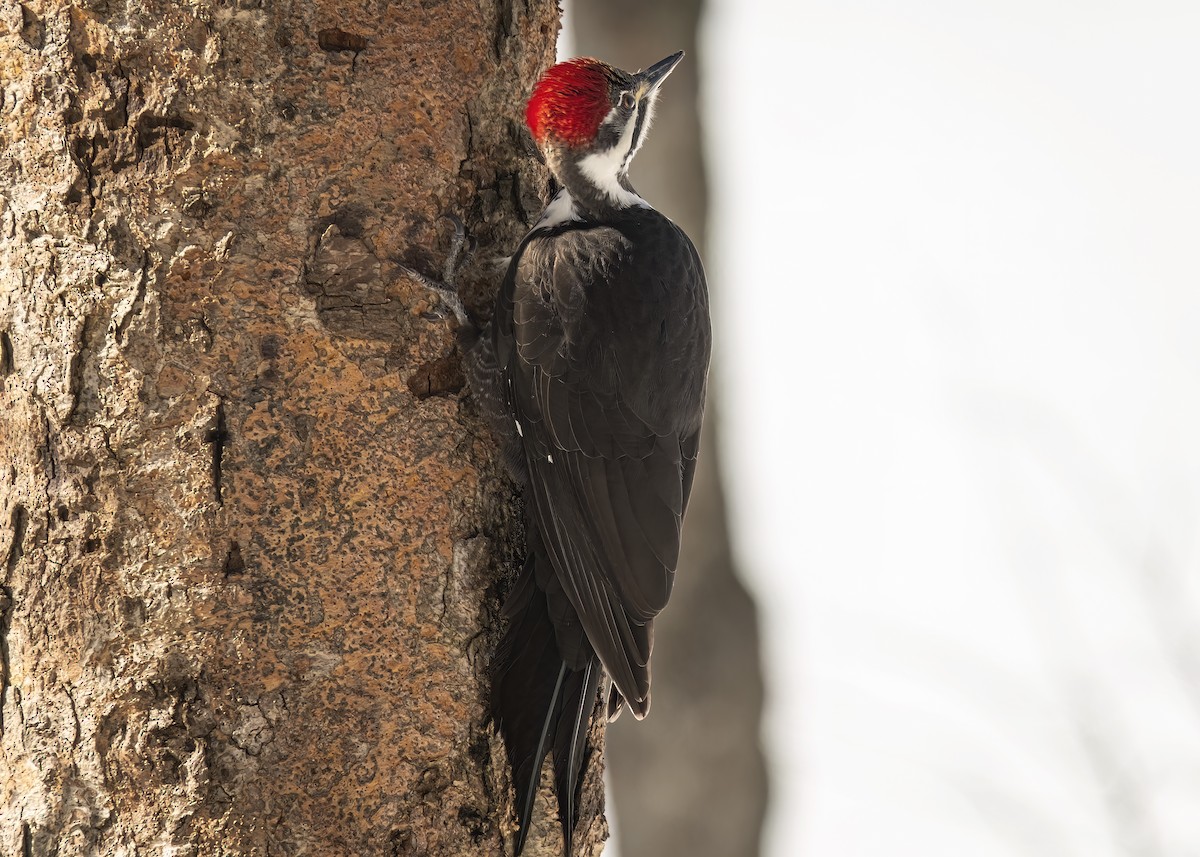 eBird Québec Checklist - 3 Mar 2023 - Chez moi , Ch Blanchette, Lac ...