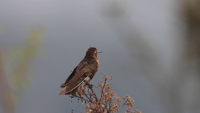 kolibřík duhovohřbetý - ML541618511
