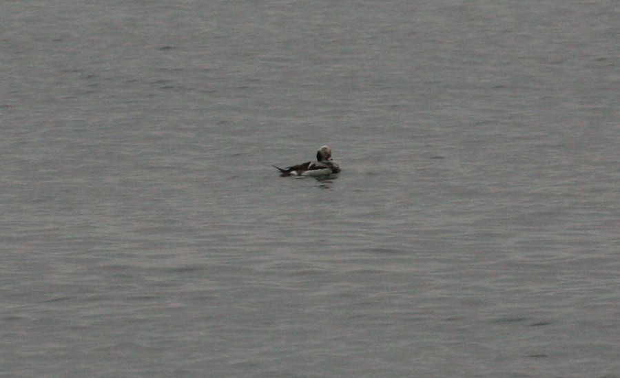 Long-tailed Duck - ML541620021